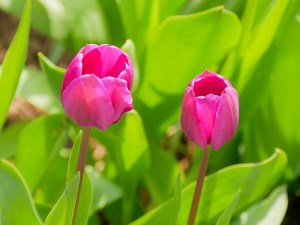 IMG_0631