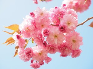 IMG_0651